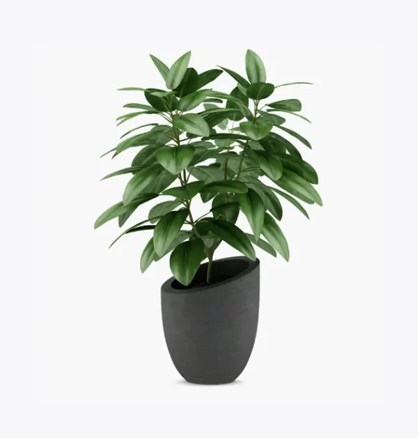 product-image-1_optimized Minim Veniam