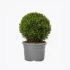 product-image-4_optimized Augue Neque