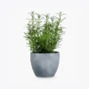product-image-5_optimized Augue Neque