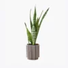 product-image-6_optimized Augue Neque