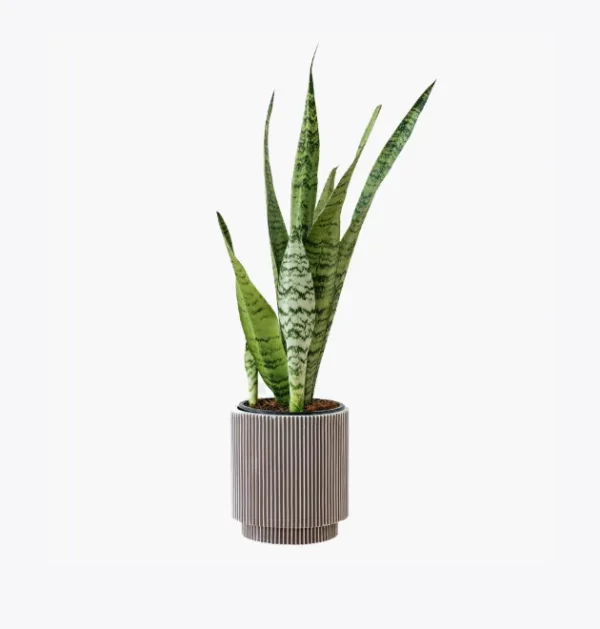product-image-6_optimized Augue Neque